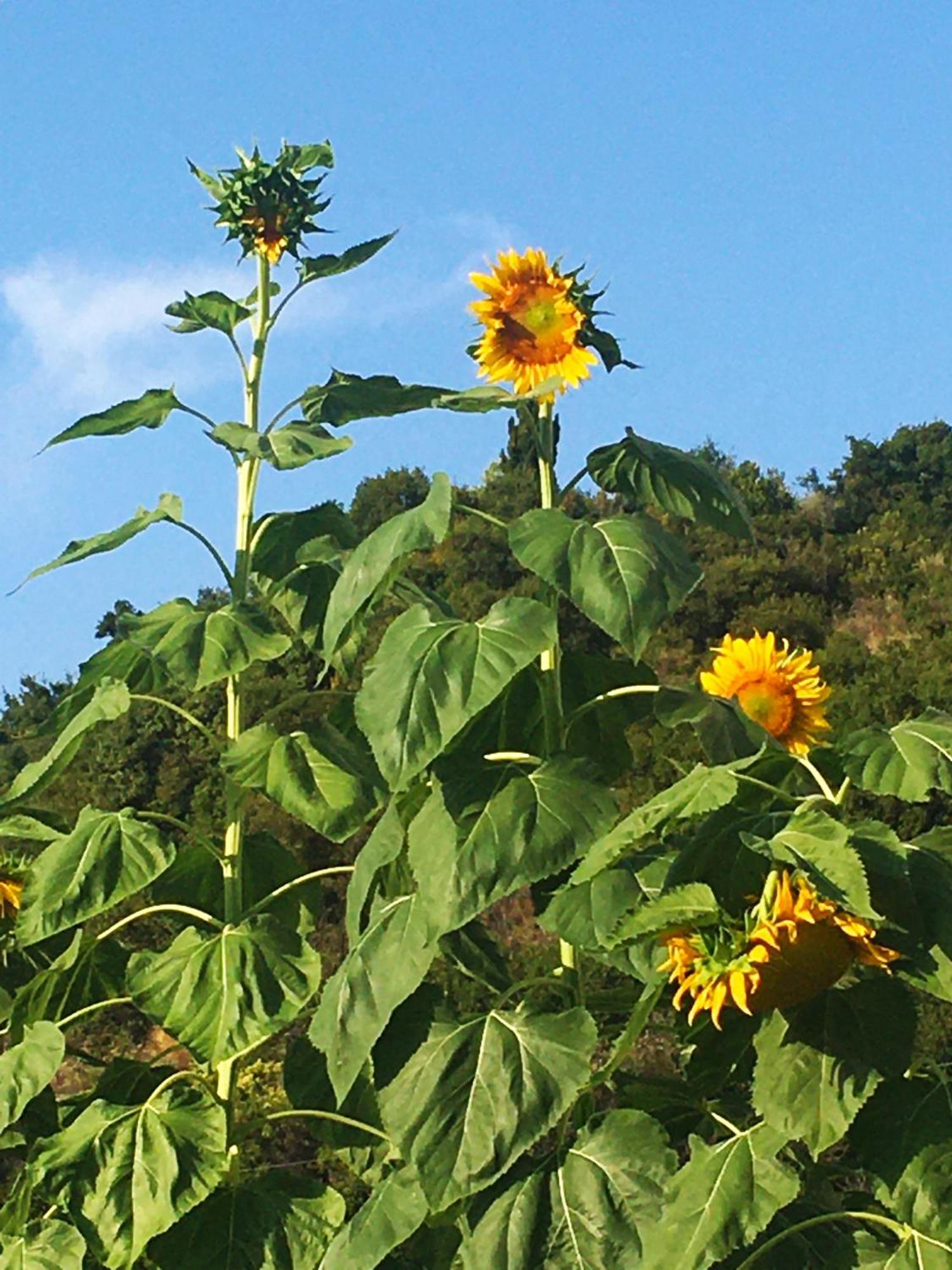 Sunflower Himara Exterior photo